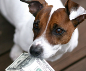 Hund mit Geldscheinen im Maul