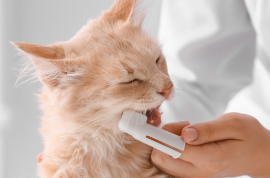 Katze bekommt Zähne geputzt