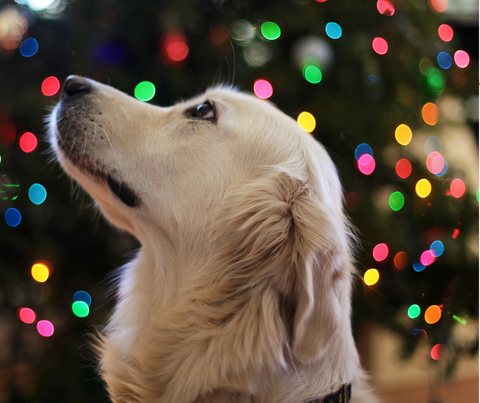 Hundekopf vor Hintergrund mit bunten Lichtreflexen