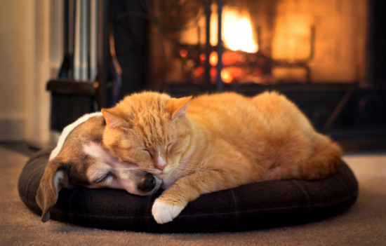 Hund Und Katze