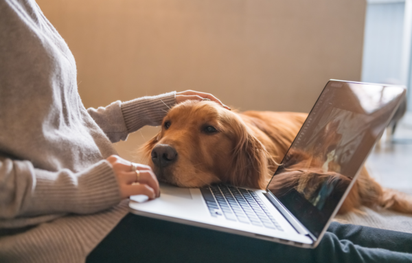 Hund am Laptop