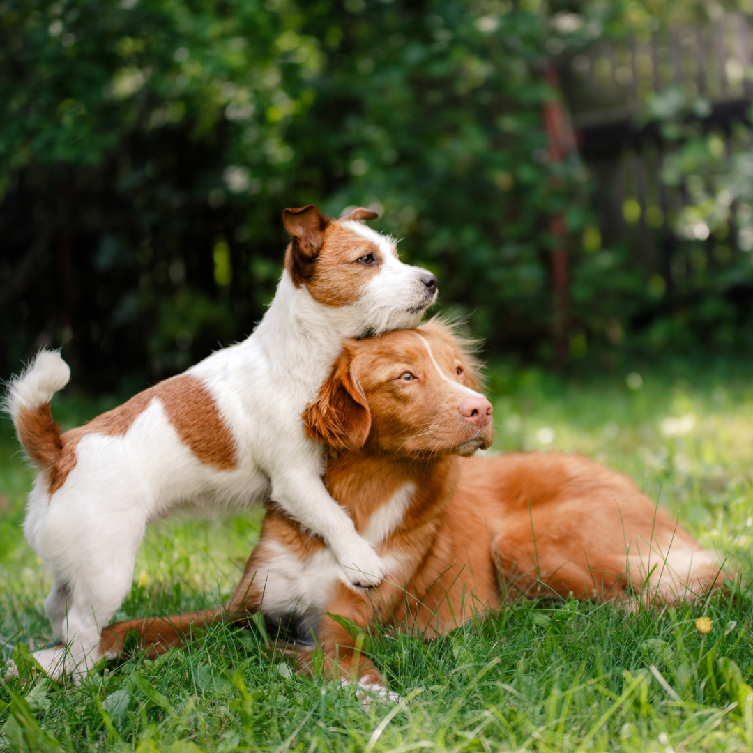 Spielende Hunde