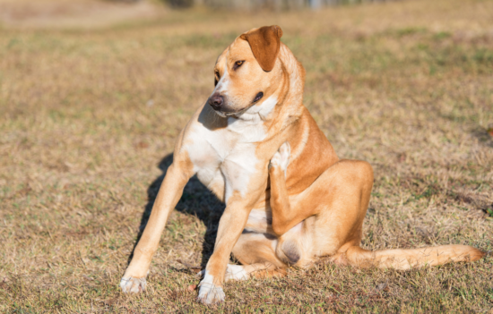 Hund Juckreiz