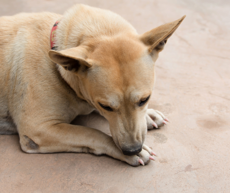 Zwanghaftes Pfotenlecken beim Hund Sanalia Hautkrankheiten