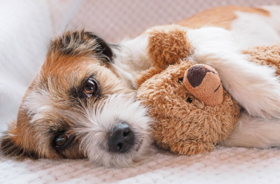 Gesundheitsexperte: Hund