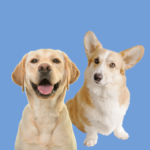 Group logo of Was kann der Beosigner?